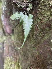 Asplenium pinnatifidum