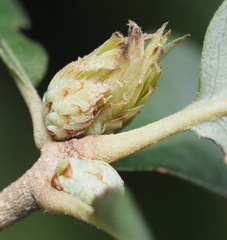 Andricus quercusfoliatus