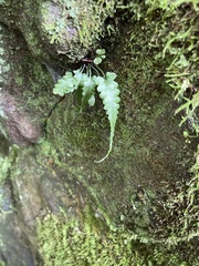Asplenium pinnatifidum