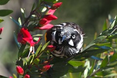 Phylidonyris novaehollandiae