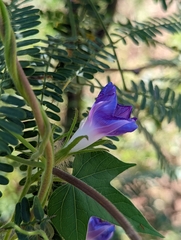 Ipomoea