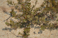 Arctostaphylos myrtifolia