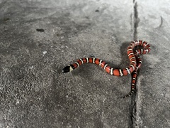Lampropeltis zonata