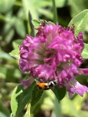 Hippodamia parenthesis