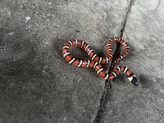 Lampropeltis zonata
