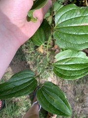 Smilax herbacea