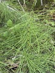 Equisetum