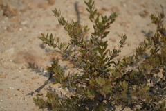 Arctostaphylos myrtifolia