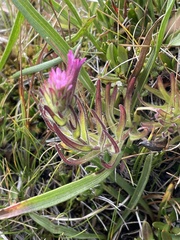 Castilleja lemmonii