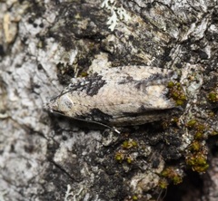 Epinotia