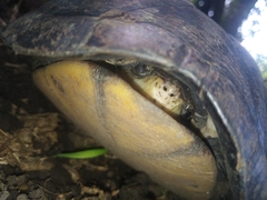 Kinosternon scorpioides