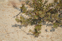 Arctostaphylos myrtifolia