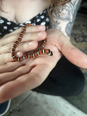 Lampropeltis zonata