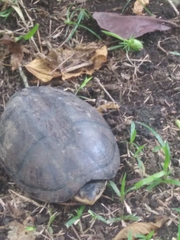 Kinosternon scorpioides