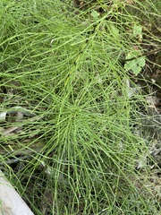 Equisetum