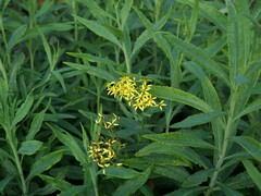 Senecio linearifolius