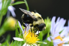 Eristalis flavipes