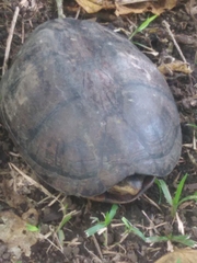 Kinosternon scorpioides