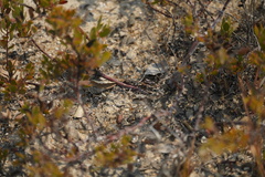 Arctostaphylos myrtifolia