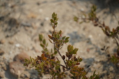 Arctostaphylos myrtifolia