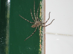 Eusparassus