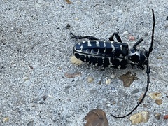 Plectrodera scalator