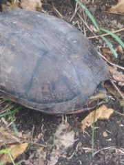 Kinosternon scorpioides