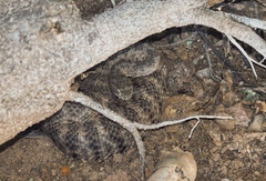 Crotalus tigris