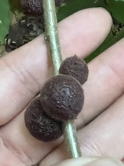 Disholcaspis globosa