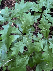 Disholcaspis globosa