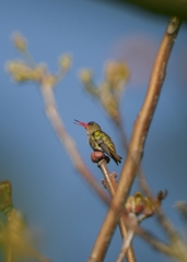 Hylocharis chrysura