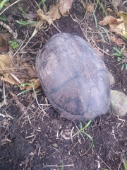 Kinosternon scorpioides