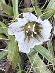 Gentiana newberryi