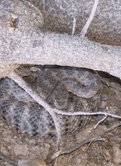 Crotalus tigris