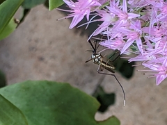 Toxorhynchites rutilus