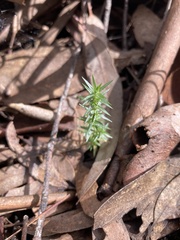 Stellaria pungens
