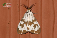 Nyctemera adversata