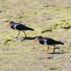 Haematopus longirostris