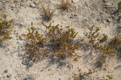 Arctostaphylos myrtifolia
