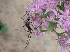 Toxorhynchites rutilus