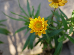 Xerochrysum bracteatum