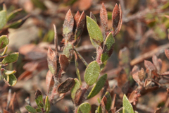 Arctostaphylos myrtifolia