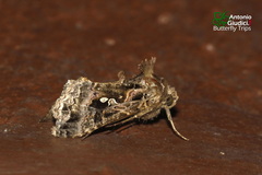 Ctenoplusia ichinosei