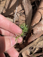 Stellaria pungens