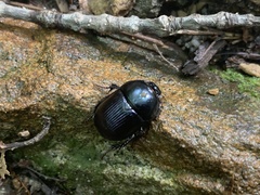 Geotrupes balyi
