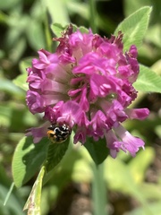 Hippodamia parenthesis