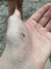 Aedes trivittatus