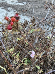 Rosa californica