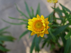 Xerochrysum bracteatum