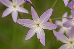 Leucocoryne ixioides